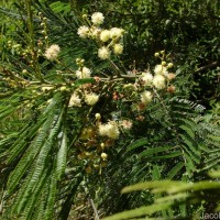 Acacia mearnsii De Wild.